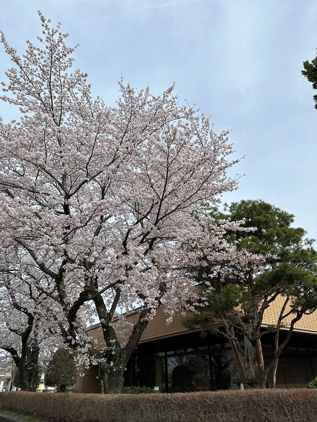 甲西図書館の桜とウツクシマツ